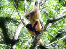 Asia | Help for the Hainan Crested Gibbon (Nomascus hainanus), the most endangered primate ...