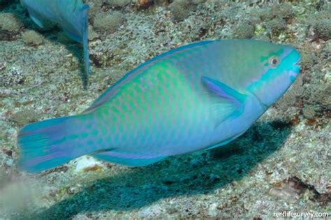 Scarus scaber - Fivesaddle parrotfish | Reef Life Survey