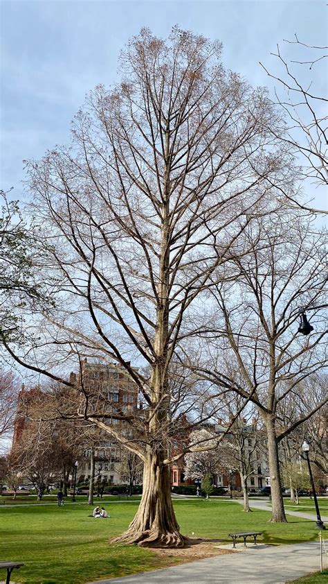 Meet the Trees: The Dawn Redwood | April 13, 2020 - Friends of the Public Garden