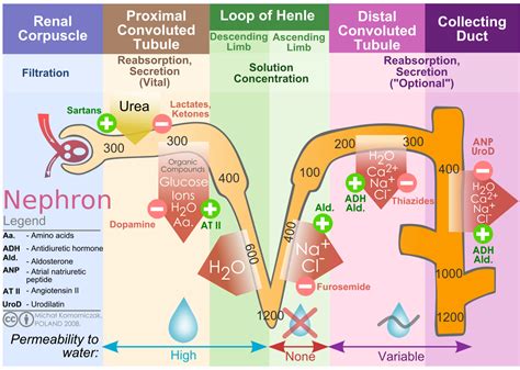 File:Kidney nephron molar transport diagram.svg | Physiology, Renal physiology, Loop of henle