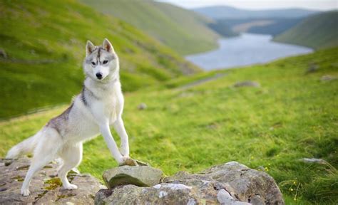 300+ Howling Husky Names – Houdini, Hurricane, and MORE! | My Pet's Name