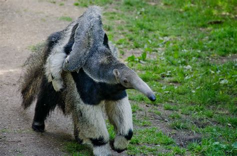 Giant anteater +baby by Leoric777 on DeviantArt