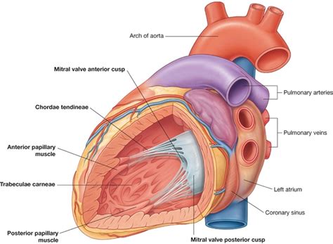 The heart - Cardiovascular System