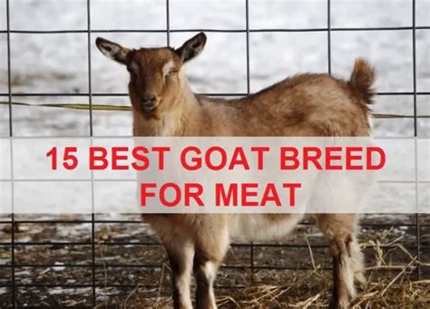 15 Best Goat Breeds for Meat in World for Your Farm’s Profit - Sand Creek Farm