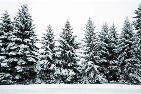 Winter Snow Covering Evergreen Pine by Yinyang