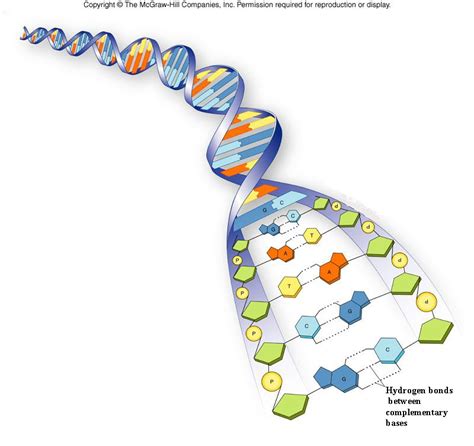 DNA structure and function, Genetic Engineering and Cancer