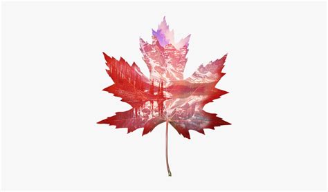 Red Maple Leaf Drawing, HD Png Download - kindpng