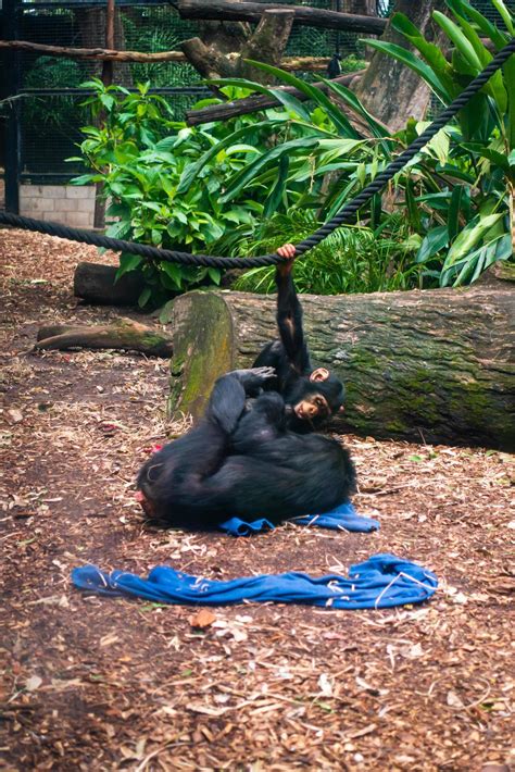 Mother and child Chimpanzee playing 12958009 Stock Photo at Vecteezy