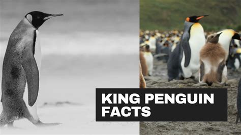 Best 10 King penguin Facts, height, breeding, population - Zoological World