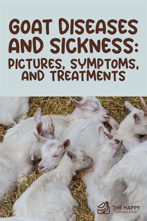 Goat Diseases And Sickness | Goats, Raising goats, Raising farm animals