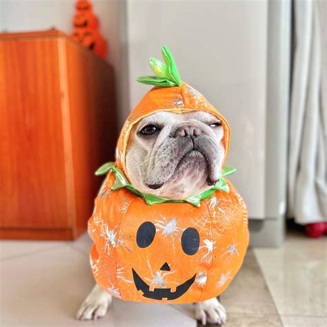 Dog Pumpkin Costume – Frenchiely