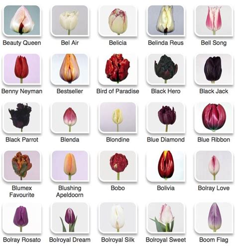 Сорта тюльпанов Hyperactive Farms Tulip Guide | Easy to grow flowers ...