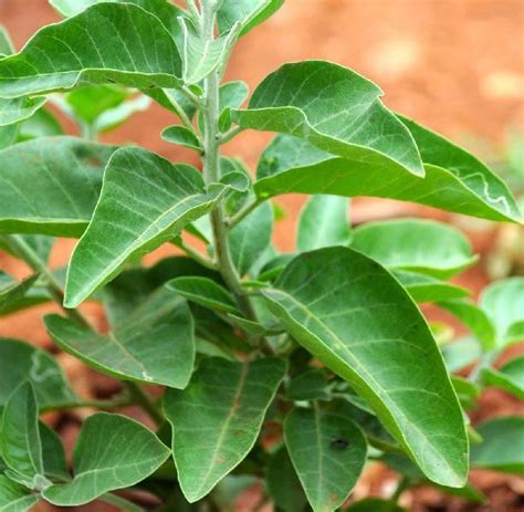 Ashwagandha Plant at Best Price in Hojai - ID: 5966322 | Hindustan Nursery