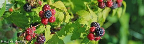 Increase the Raspberry Harvest :: Melinda Myers