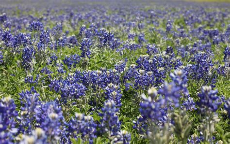 The Fun Side of ReSource: Texas Bluebonnets