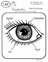 Eye Anatomy Coloring Worksheet  Worksheets sketch template