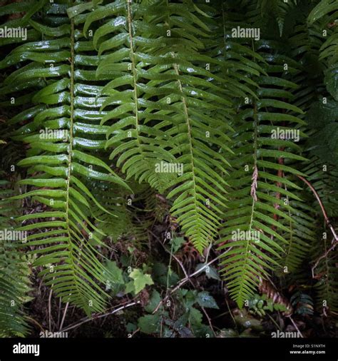 Ferns in the Rainforest Stock Photo - Alamy