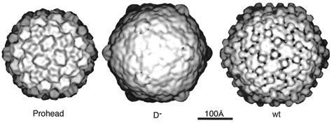 The structural transitions in the bacteriophage capsid during ...