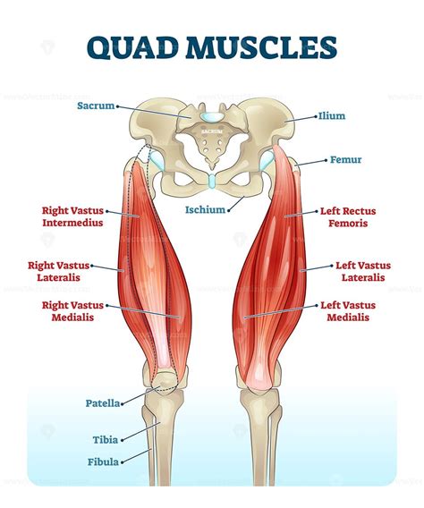 Quad leg muscles anatomy labeled diagram, vector illustration fitness ...