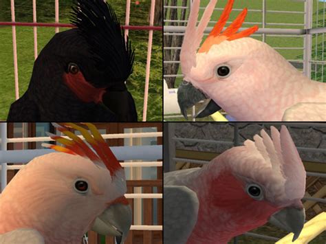 Mod The Sims - Cockatoo Pack I; Moluccan, Rose-breasted, Black Palm, and Mitchell's