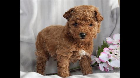 Bichpoo Puppies for Sale - YouTube