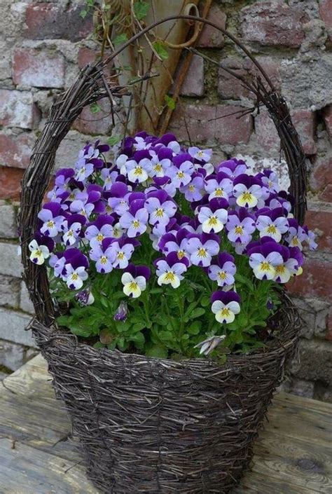 Violas/ Flowers Container Gardening Flowers, Garden Containers, Container Plants, Garden Pots ...