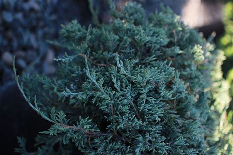 Juniperus horizontalis 'Wiltonii' - Devil Mountain Wholesale Nursery