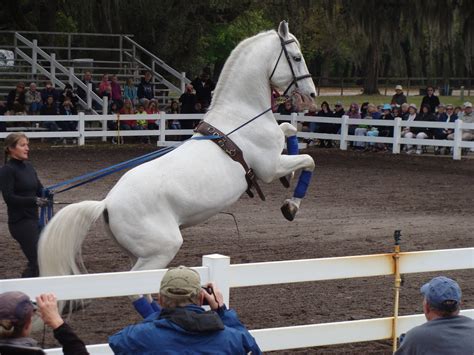 THE SIMMONS SAGA: Royal Lipizzan Stallions of Austria