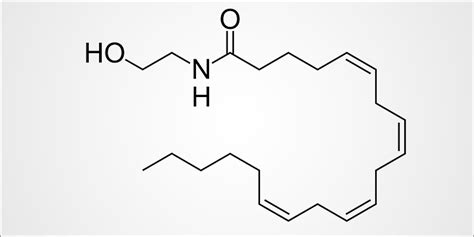 Anandamide (AEA): The Bliss Molecule Is The Human Version Of THC | Herb