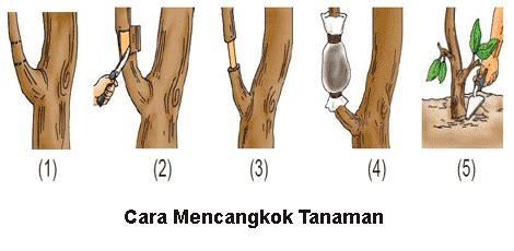 MAKALAH PERKEMBANGBIAKAN MAKHLUK HIDUP