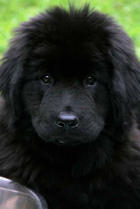 Tibetan Mastiff Temperament (Meet The Imposing Giant)