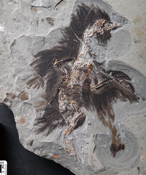 Feathers On This 130-Million-Year-Old Fossil Still Contain Traces Of ...