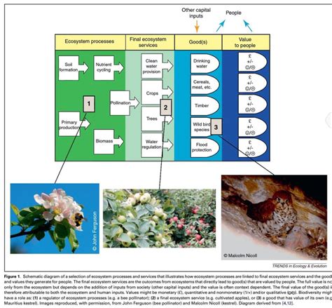 Is pollination really an ecosystem service? | Jeff Ollerton's ...