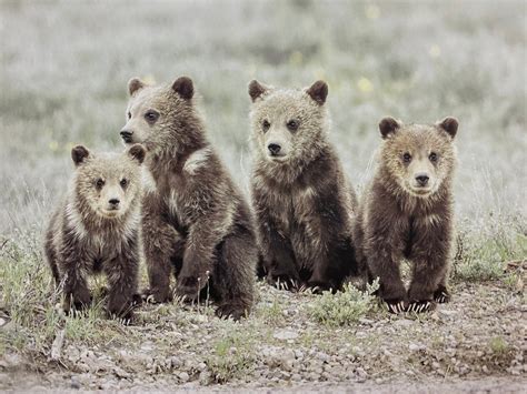 Grizzly Bear 399 with Four Cubs in Grand Teton National Park | Etsy