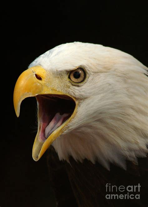 Screaming Eagle Photograph by Jack Norton - Fine Art America