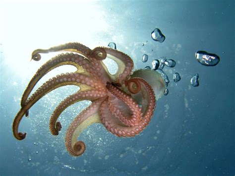 6 Reasons to Love Cephalopods | Britannica