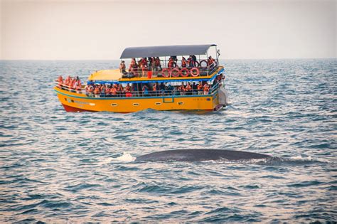 Why we regret whale watching in Mirissa, Sri Lanka | Atlas & Boots