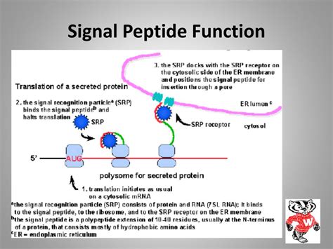 PPT - Milk Protein Production PowerPoint Presentation, free download - ID:1984717