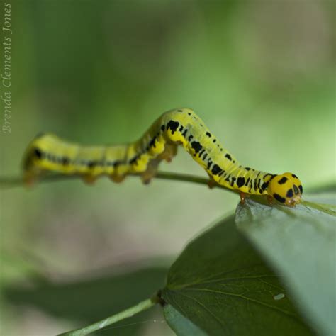 Canadian Owlet Moth Caterpillar – Tendrils