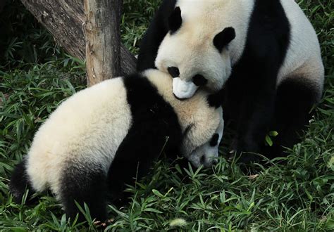 Watch Pandas Play In The Snow At National Zoo In DC: Video | Washington ...