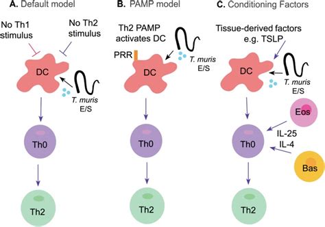 Developing models for the induction of Th2 responses following T. muris... | Download Scientific ...