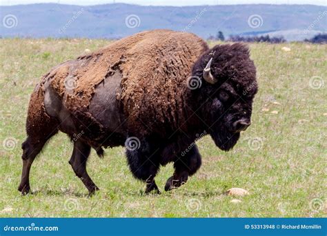 Iconic Bison In Yellowstone Royalty-Free Stock Photo | CartoonDealer ...