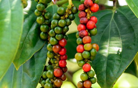 How to grow Black Pepper | Growing peppercorns plant | Piper nigrum ...