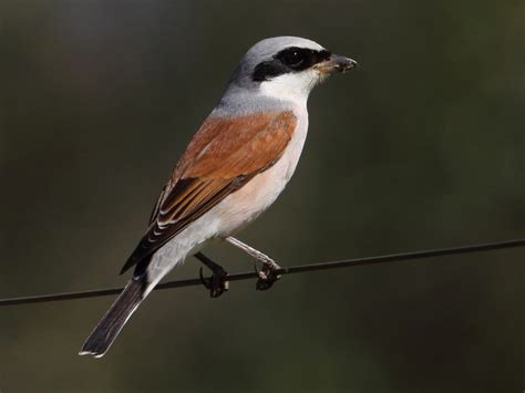 Red-backed Shrike - eBird