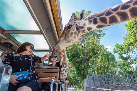 Chiang Mai Night Safari: A Thrilling Encounter with Wildlife