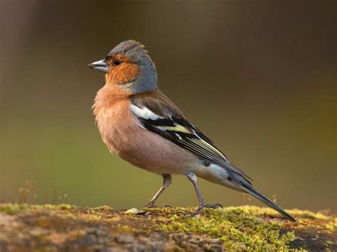 20 Most Common Birds Found In London | Birdfact