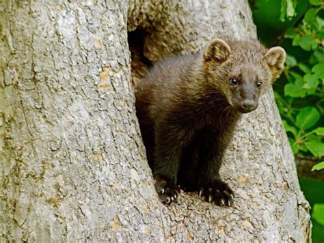 Marten, Mink, and Fisher: The Look-a-like Mesopredators in our Backyards!