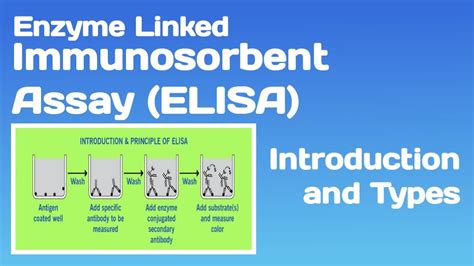 Enzyme linked Immunosorbent Assay (ELISA) :- Introduction, Principle and its Types - YouTube