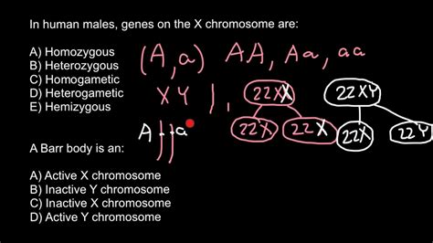 Definition of Homozygous, Heterozygous, Hemizygous - YouTube