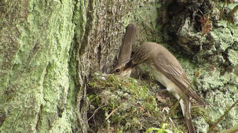 Spotted Flycatcher in nest - YouTube